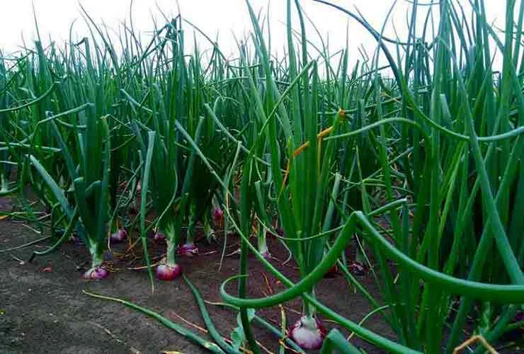 onion-farming